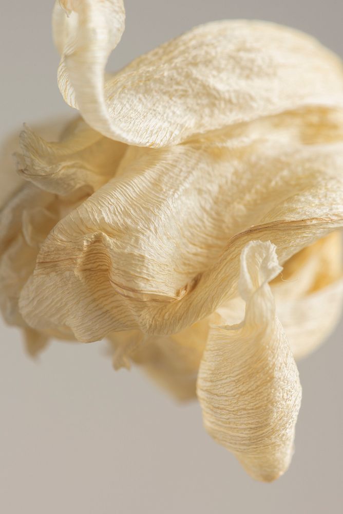 Dried tulip flower on a gray background