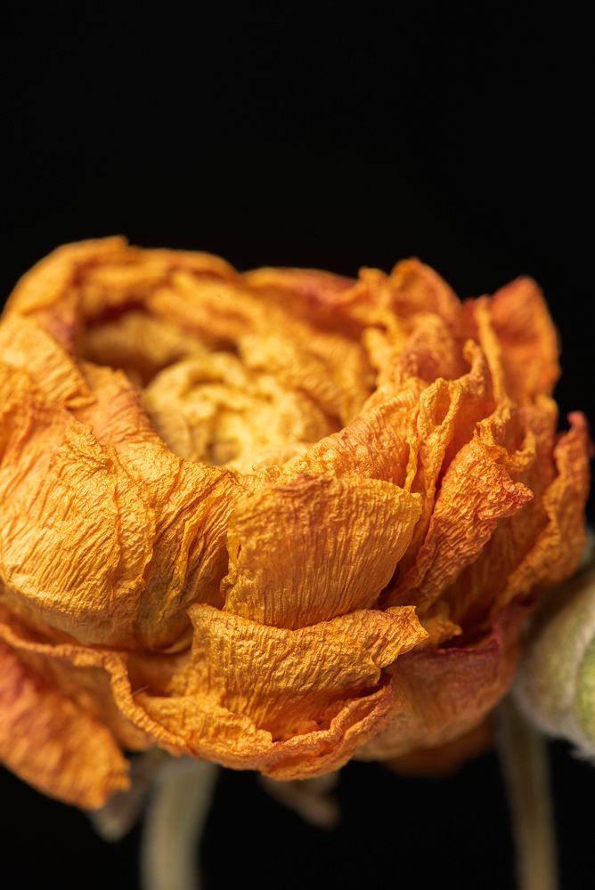 Dried orange ranunculus flower on a black background