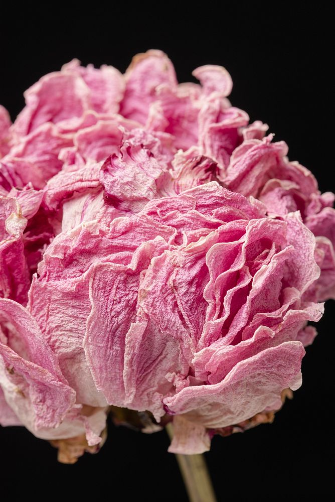 Dried pink peony flower on a black background