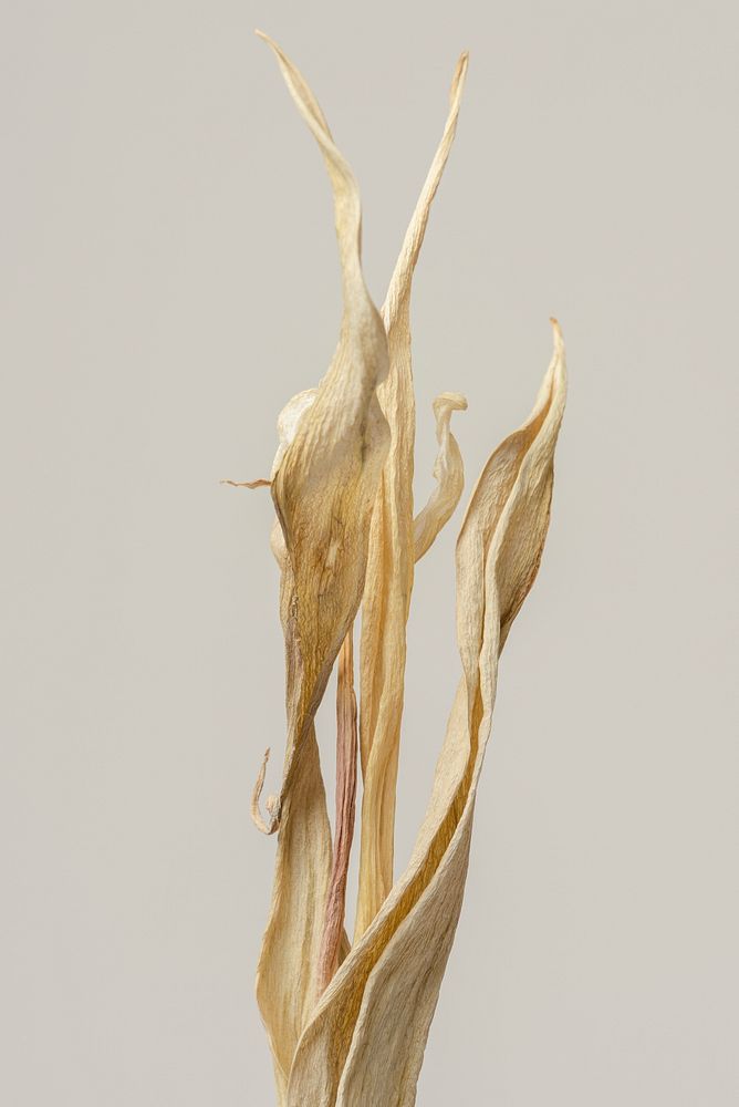 Dried tulip leaves on a gray background