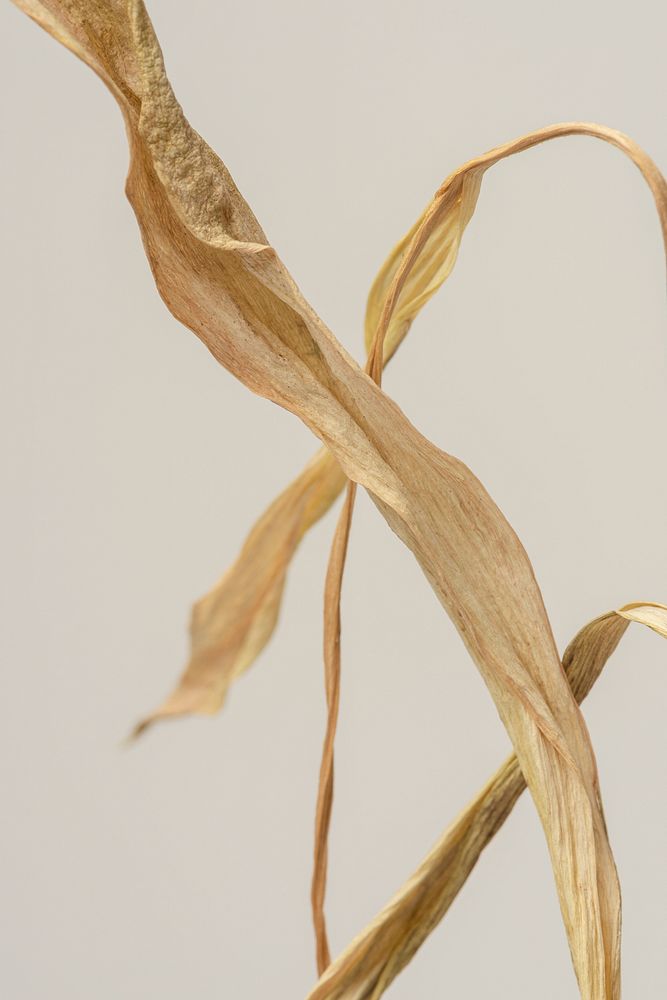 Dried tulip leaves on a gray background