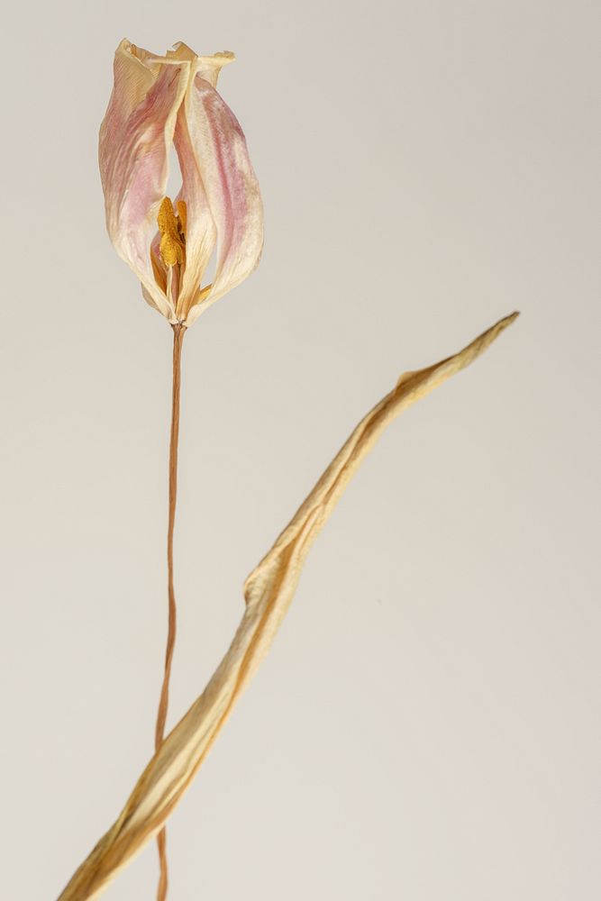 Dried tulip flower on a gray background