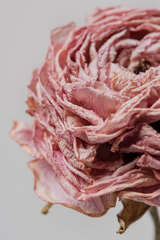 Dried pink buttercup flower on a gray background