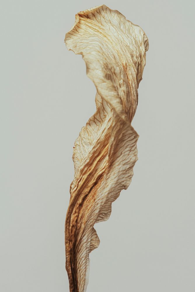 Dried lily flower on a gray background macro shot