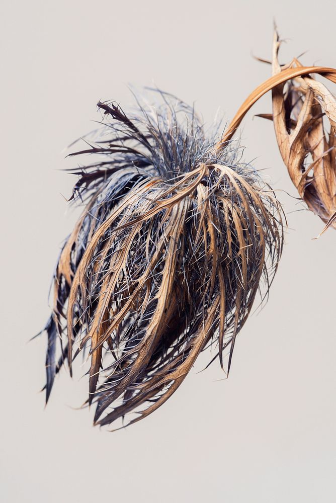 Dried blue thistle flower on a gray background