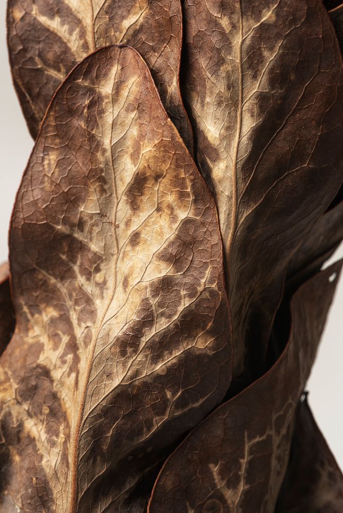 Dried protea leaves textured background