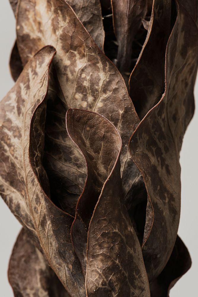 Dried protea leaf  macro shot