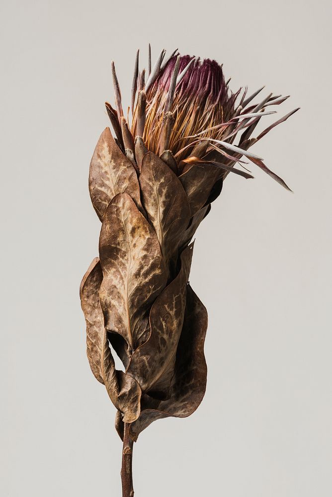 Dried pink protea with leaves on a gray background 