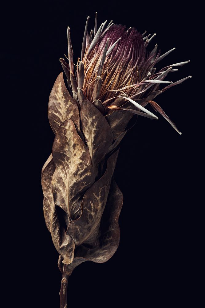 Dried pink protea with leaves on a black background