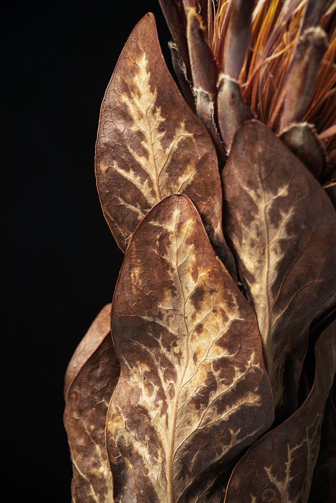 Dried pink protea with leaves on a black background