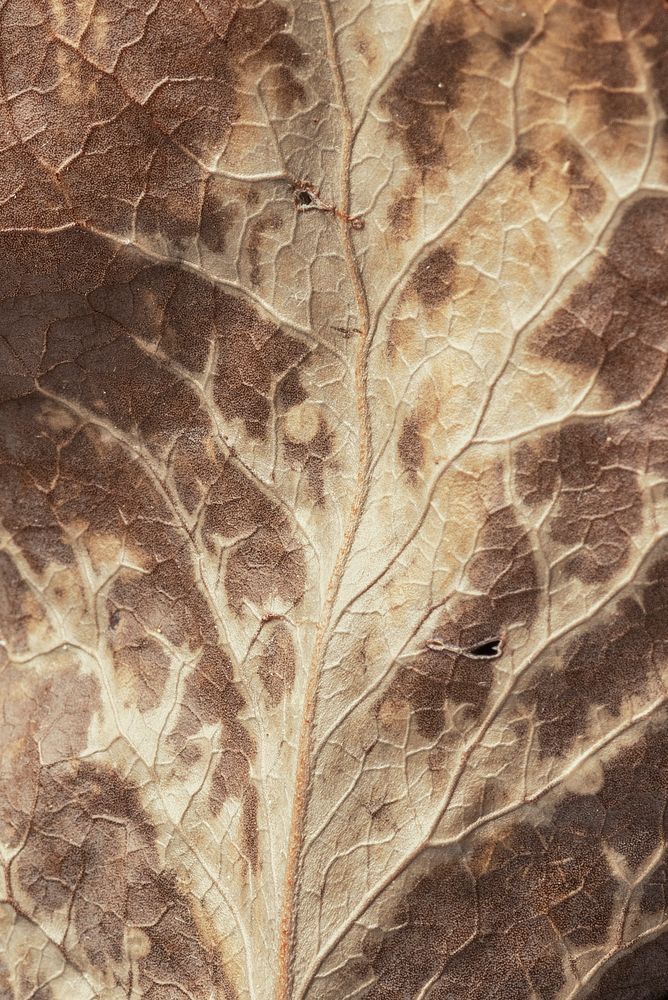 Dried protea leaf  macro shot
