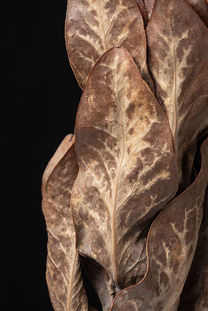 Dried protea leaves textured background