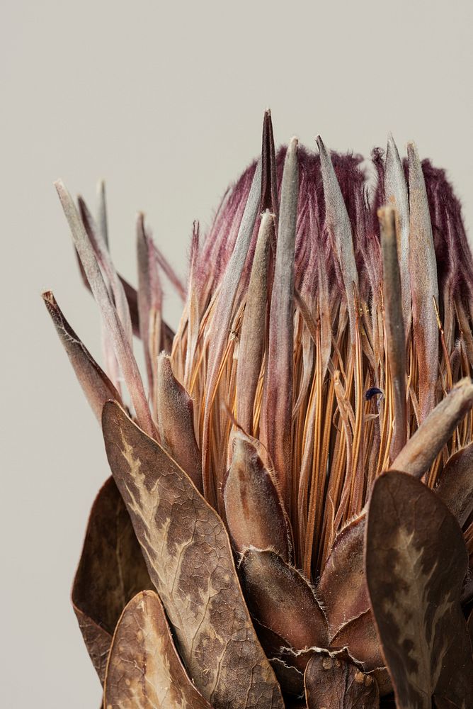 Dried pink protea with leaves on a gray background 
