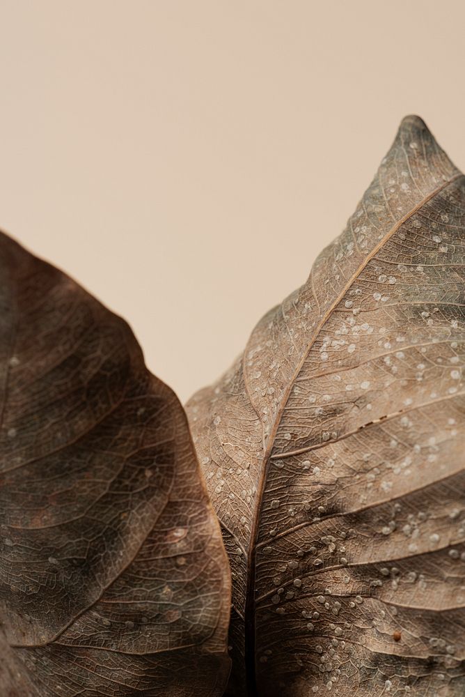 Dried Bodhi leaves textured background