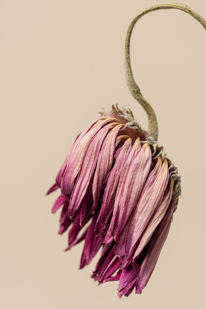 Dried pink gerbera flower on a brown background