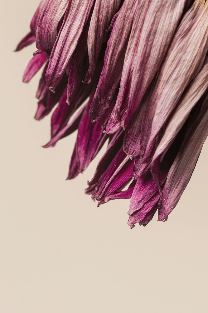 Dried pink gerbera flower on a brown background