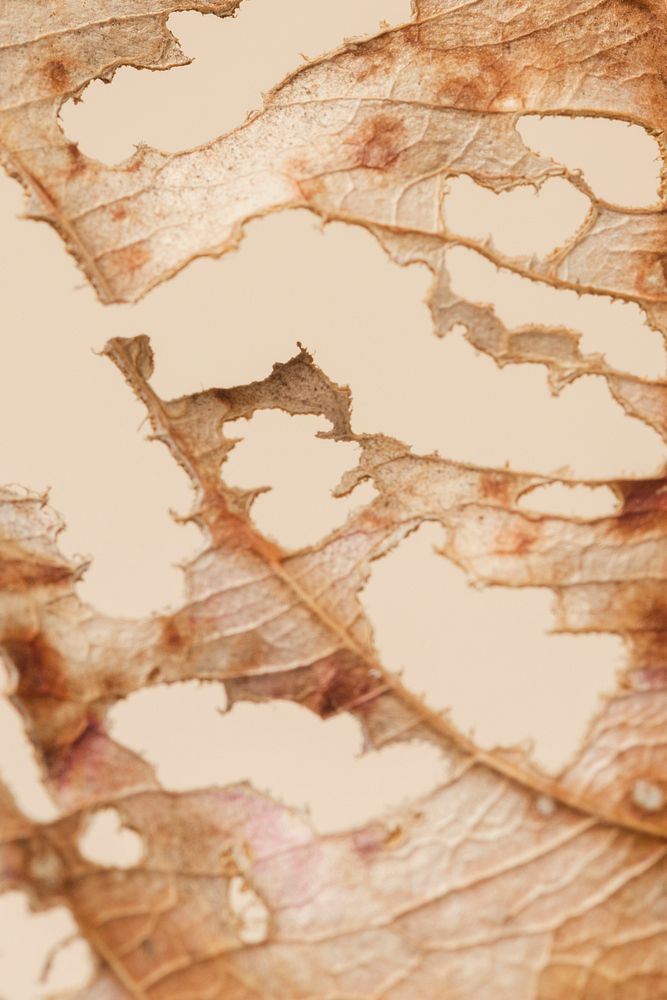 Decomposed dried brown leaf macro shot