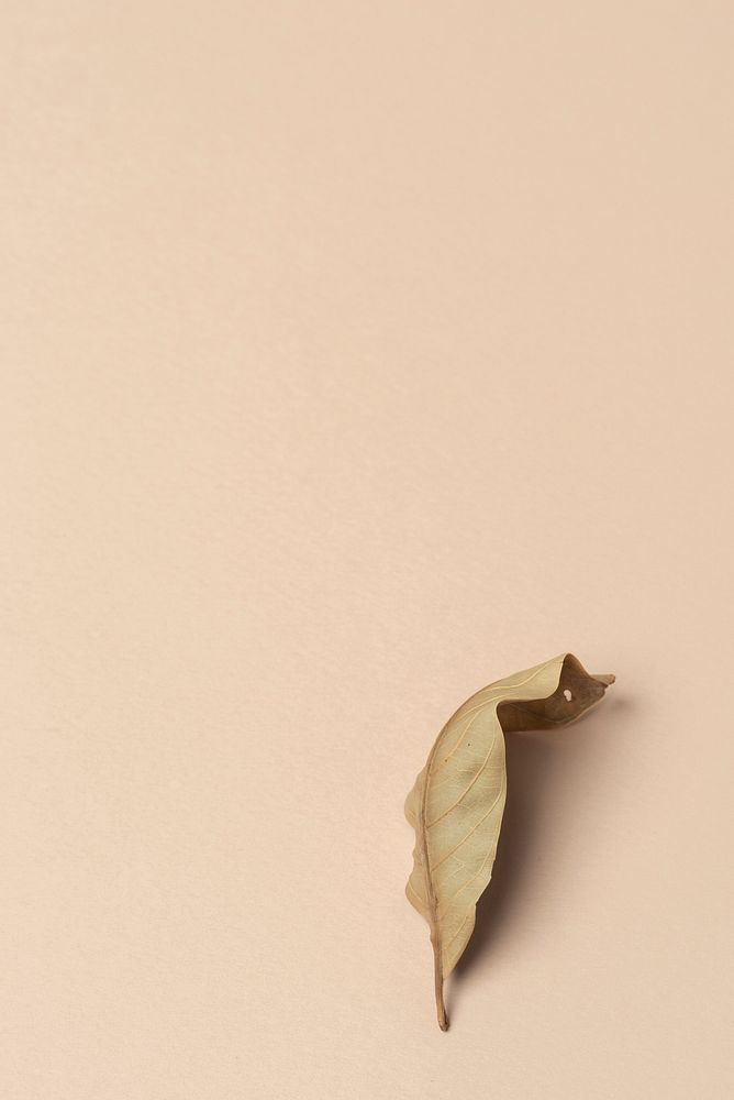 Dried green leaf on a dull orange background
