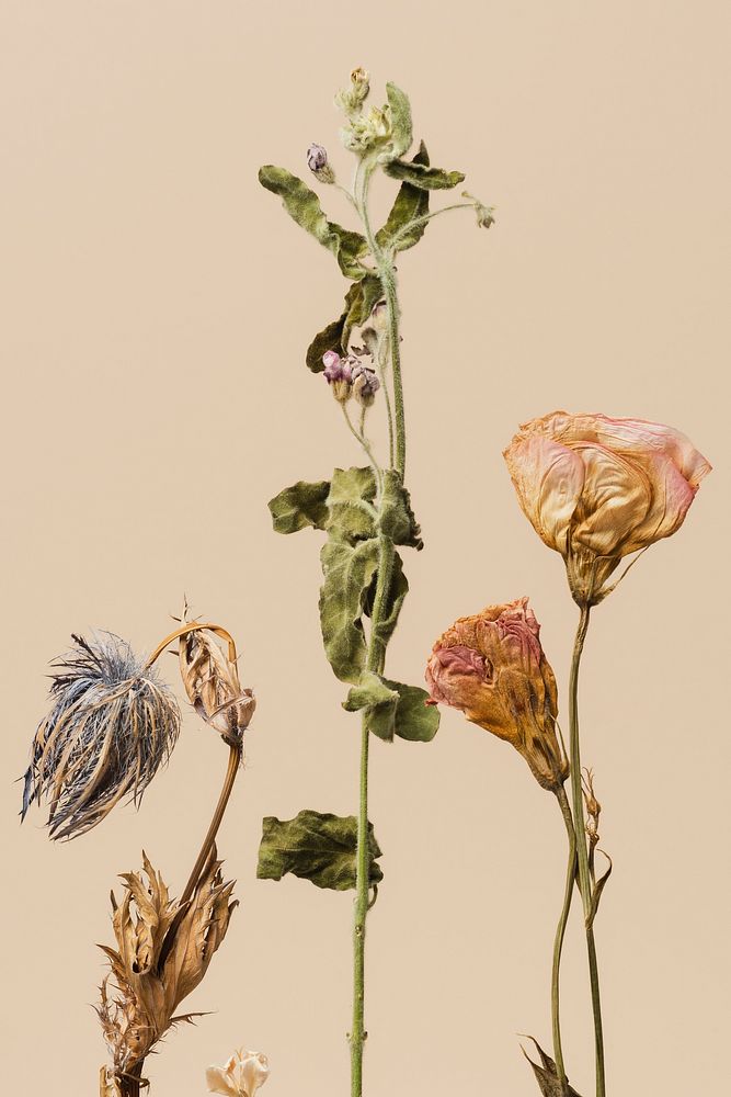 Dried flowers on a beige background