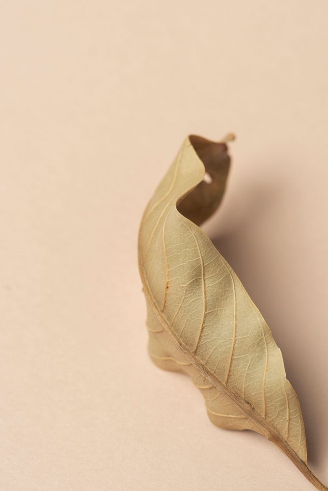 Dried green leaf on a dull orange background