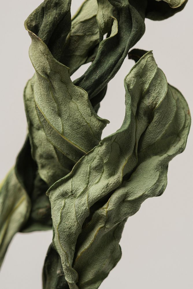 Dried peony leaf on a gray background