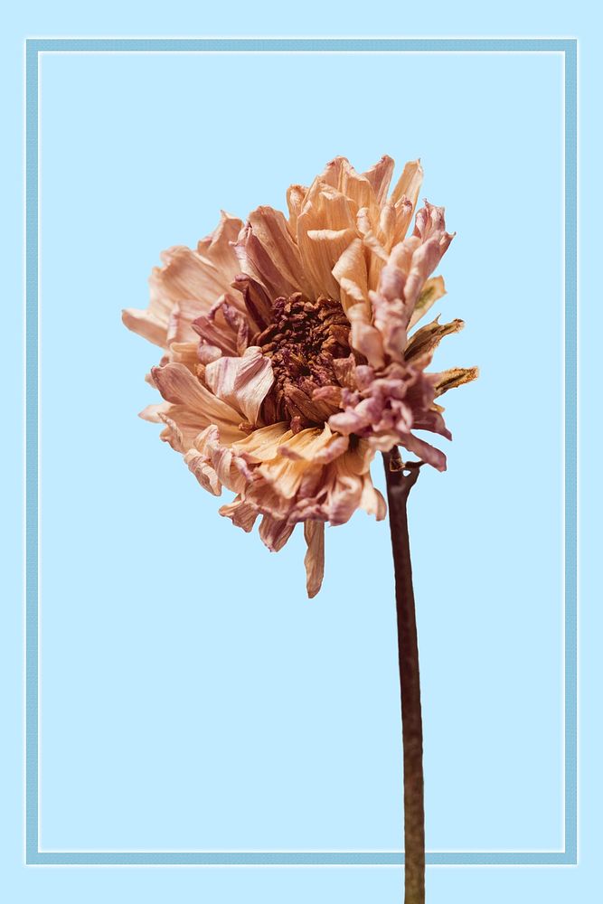 Blue frame with a dried chrysanthemum flower