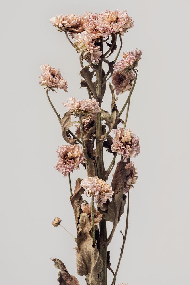 Dried chrysanthemum flower on a gray background