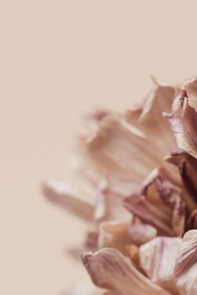 Dried chrysanthemum flower on a beige background