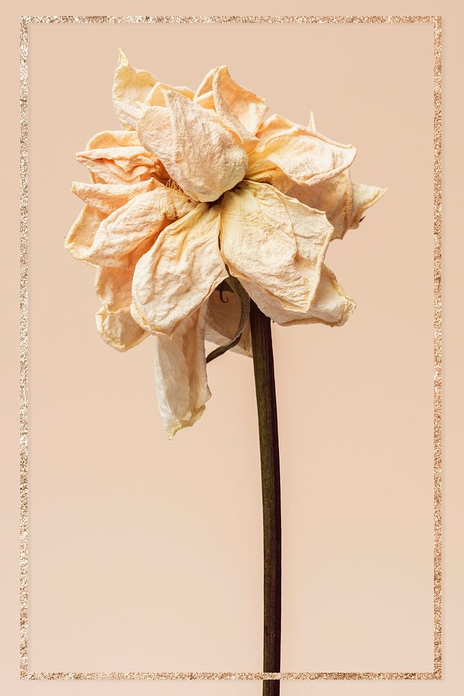 Frame with a dried white rose flower on a light orange background
