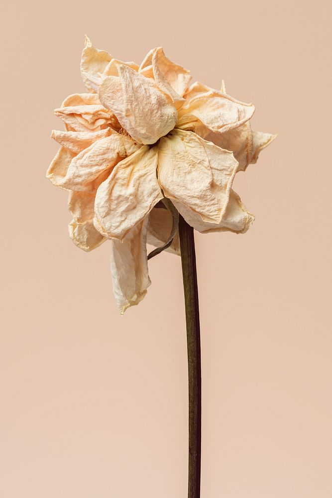 Dried white rose flower  on a light orange background