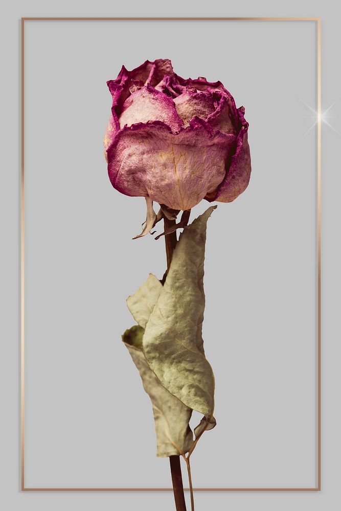Gold frame with a dried pink rose flower on a gray background