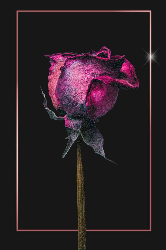 Gold frame with a dried pink rose flower on a black background