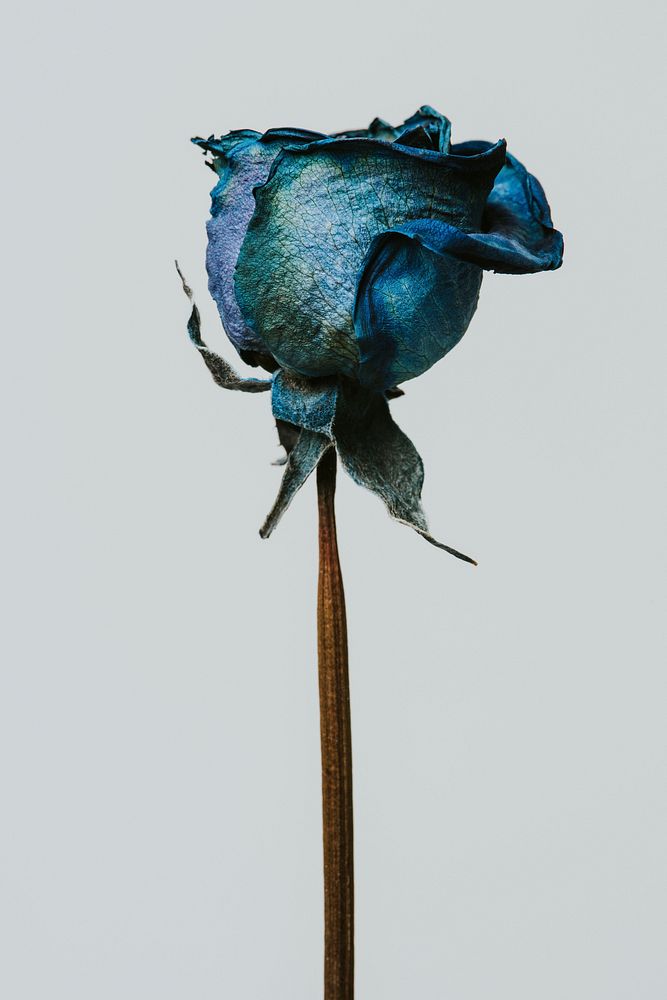 Dried blue rose on a gray background