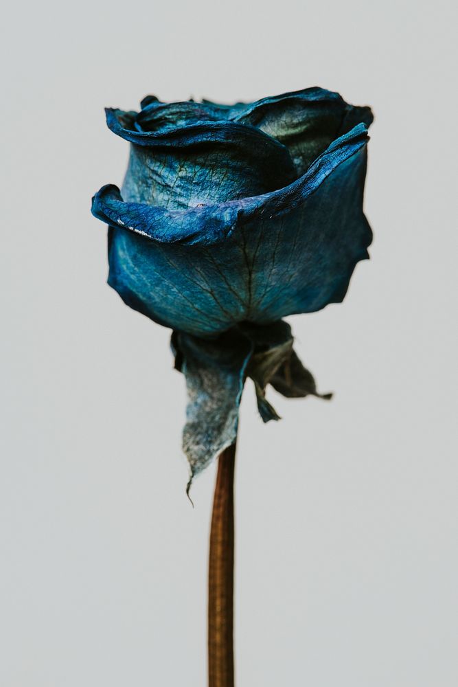Dried blue rose on a gray background