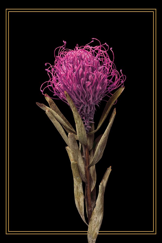 Gold frame with a dried pincushion protea flower on a black background