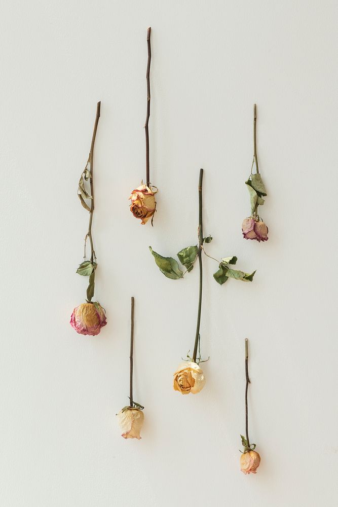 Upside down roses on a wall