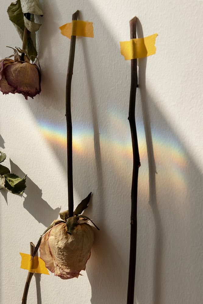 Dried rose flowers taped on a white wall