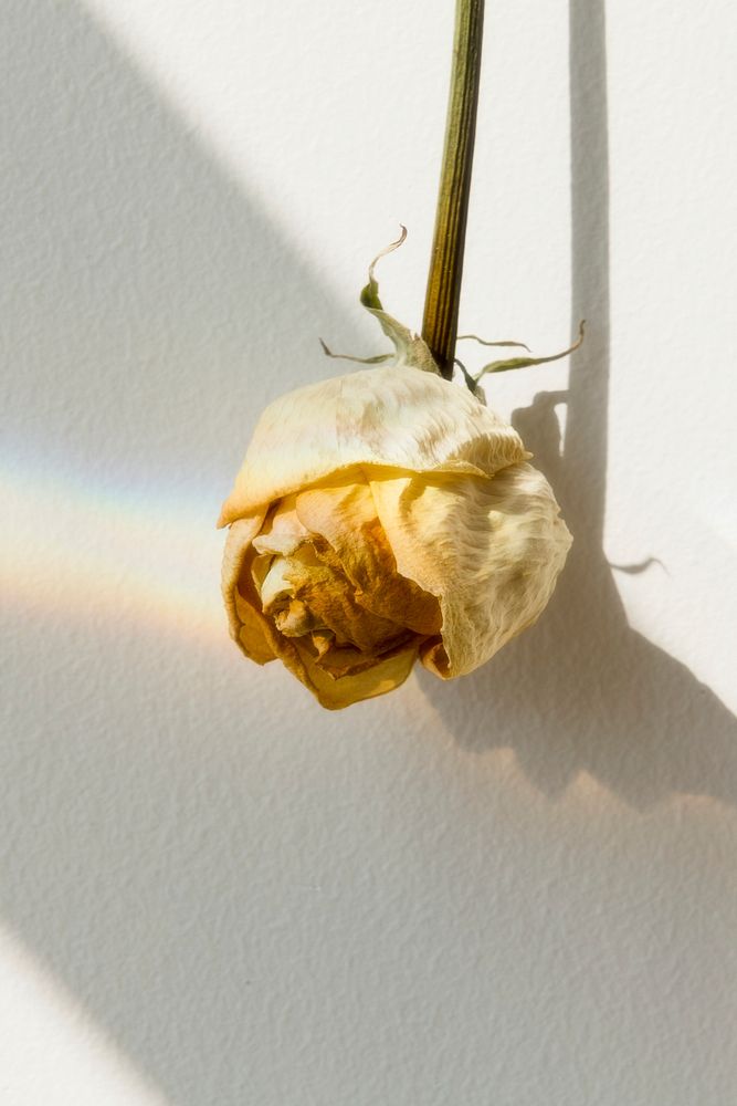 Upside down white rose on a wall