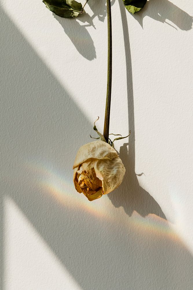 Upside down white rose on a wall