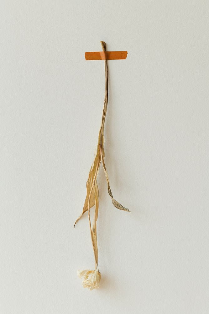 Dried white tulip flower taped on a white wall
