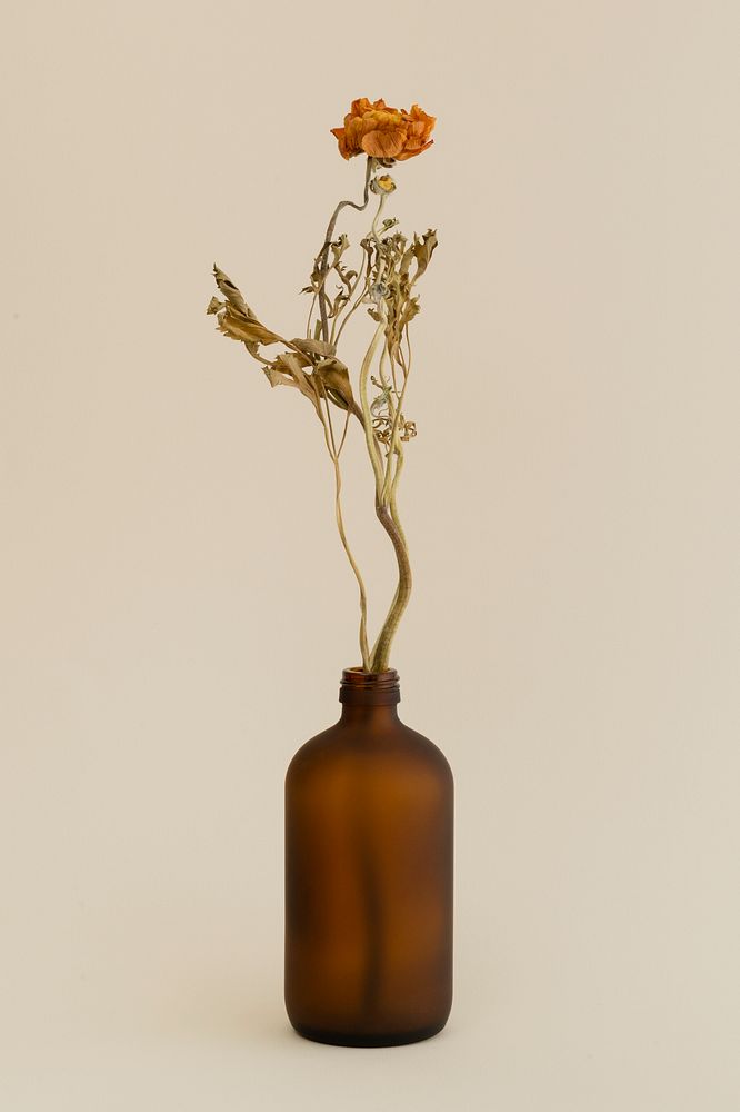 Dry orange ranunculus in a brown glass vase