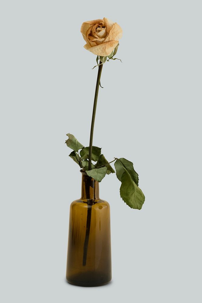 Dried white rose in a brown glass vase