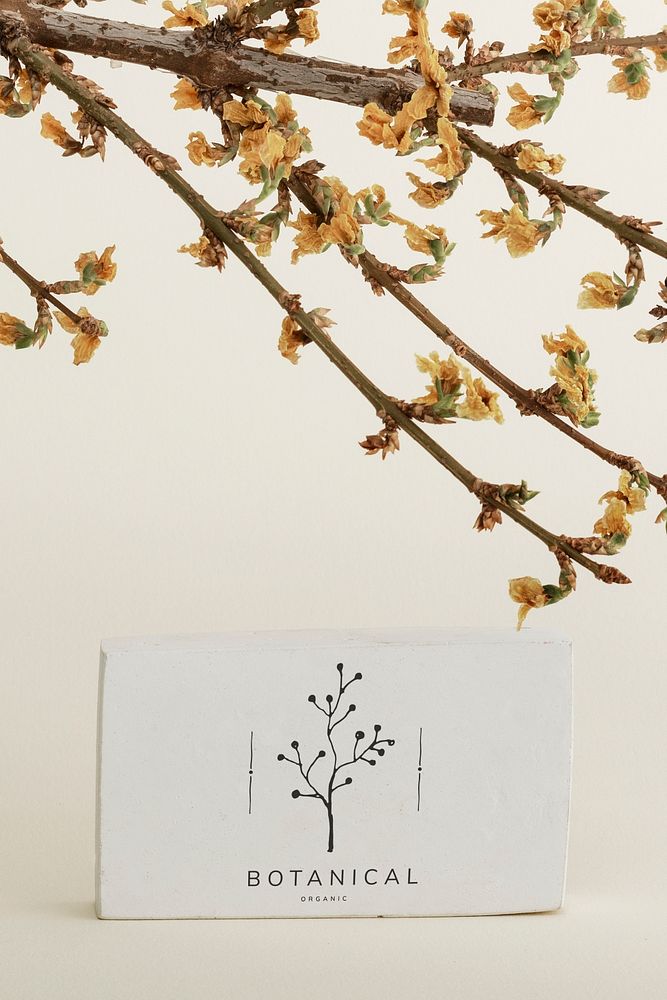 Dried Forsythia branch with a card mockup on a beige background