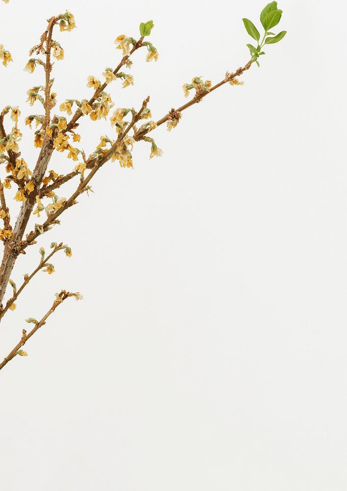 Dried Forsythia branch on an off white background with a design space