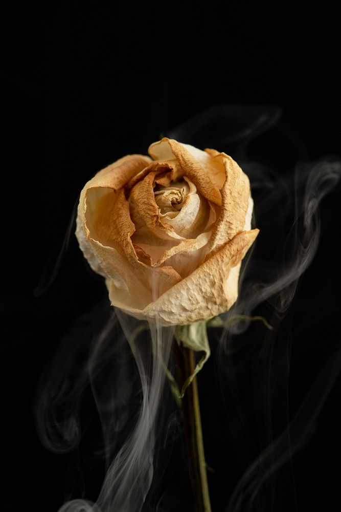 Dried white rose on a black background