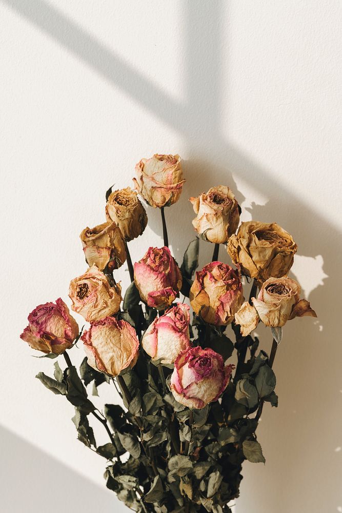 Bouquet of dried roses with a window shadow on a wall