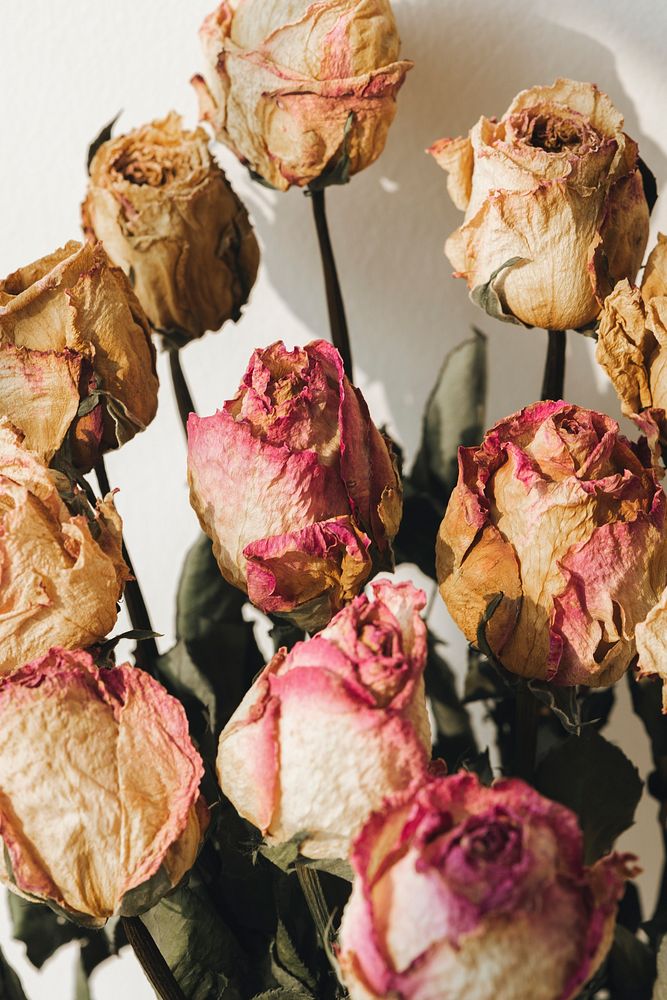 Bouquet of dried roses background