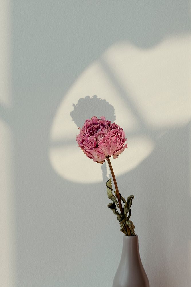 Dried pink peony flower in a gray vase