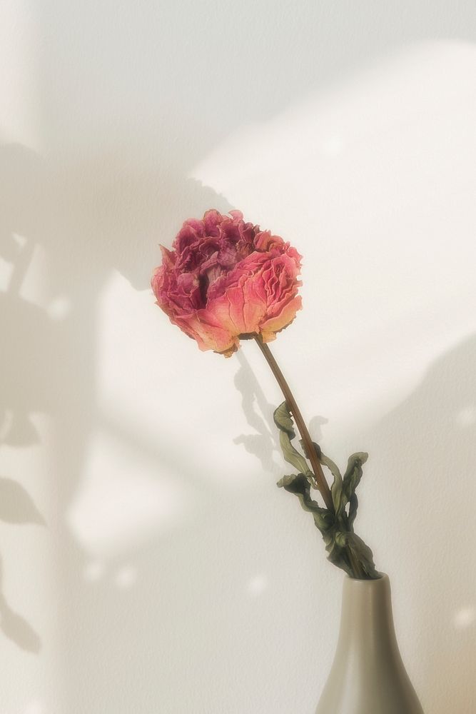 Dried pink peony flower in a gray vase