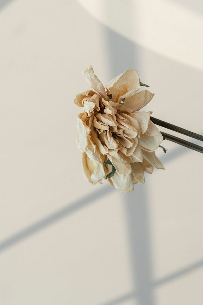 Dried white flower on a beige background with window shadow